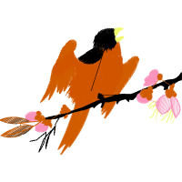 Graphic Animals Graphic Animals