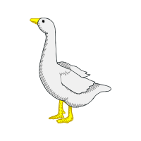 Great Black Backed Gull Animals