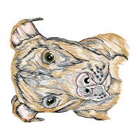 Great Horned Owl Animals