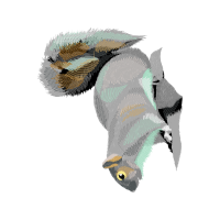 Great Horned Owl Animals Great Horned Owl Animals