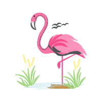 Greater Flamingo Animals