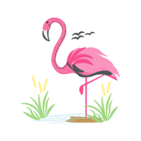 Greater Flamingo Animals