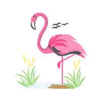 Greater Flamingo Animals