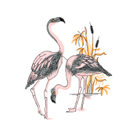 Greater Flamingo Animals
