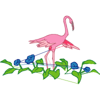 Greater Flamingo Animals