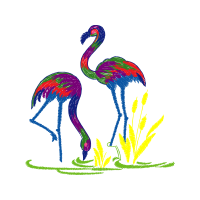 Greater Flamingo Animals