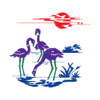 Greater Flamingo Animals