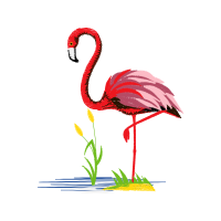 Greater Flamingo Animals