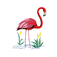 Greater Flamingo Animals