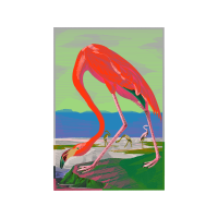 Greater Flamingo Animals