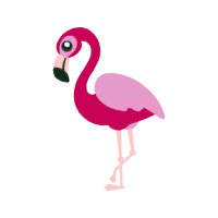 Greater Flamingo Animals