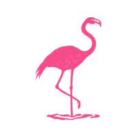 Greater Flamingo Animals