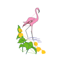 Greater Flamingo Animals
