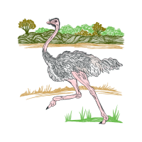 Greater Rhea Animals