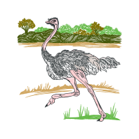 Greater Rhea Animals