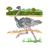 Greater Rhea Animals