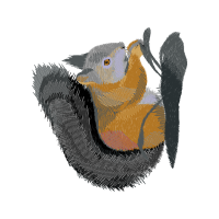 Greater Yellowlegs Animals Greater Yellowlegs Animals