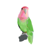 Green Iguana Animals