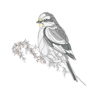 House Sparrow Animals