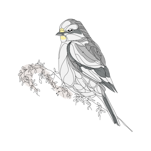 House Sparrow Animals House Sparrow Animals