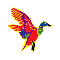 Hummingbirds Animals