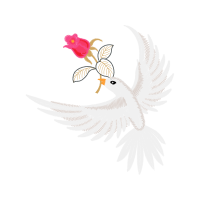 Hummingbirds Animals