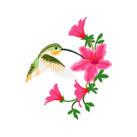 Hummingbirds Animals