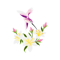 Hummingbirds Animals