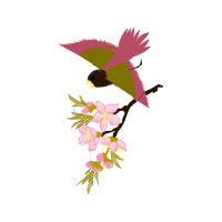 Hummingbirds Animals