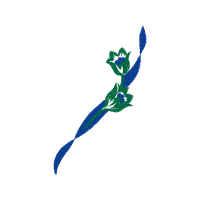 Hummingbirds Animals