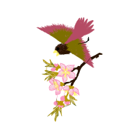 Hummingbirds Animals