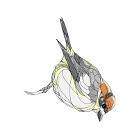 Illustration Animals