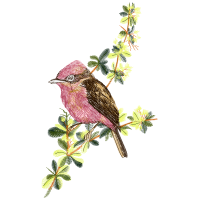 Illustration Animals Illustration Animals