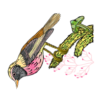 Illustration Animals