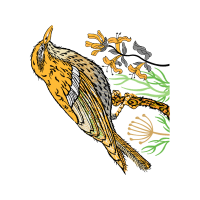 Illustration Animals