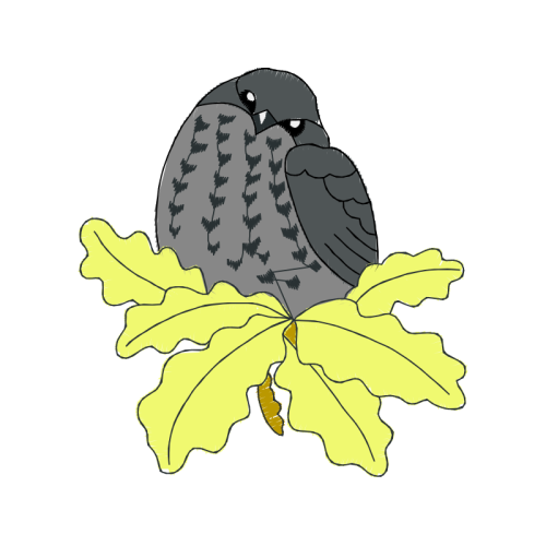 Illustration Animals Illustration Animals