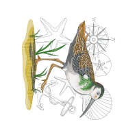 Illustration Animals