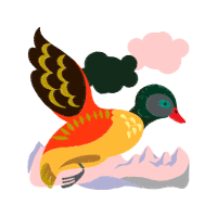 Illustration Animals