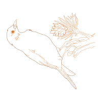 Illustration Animals