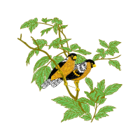 Illustration Animals Illustration Animals