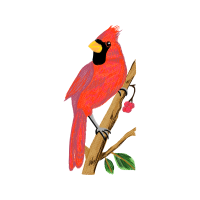 Illustration Animals Illustration Animals