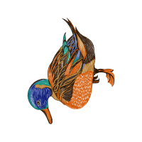 Illustration Animals