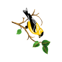 Illustration Animals Illustration Animals