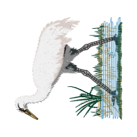 Illustration Animals Illustration Animals