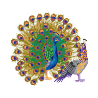 Indian Peafowl Animals