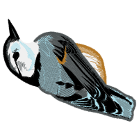 Invertebrate Animals