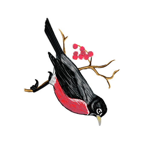 Ivory Billed Woodpecker Animals Ivory Billed Woodpecker Animals