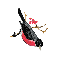 Ivory Billed Woodpecker Animals