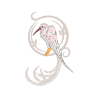 Laughing Kookaburra Animals