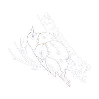 Line Art Animals Line Art Animals